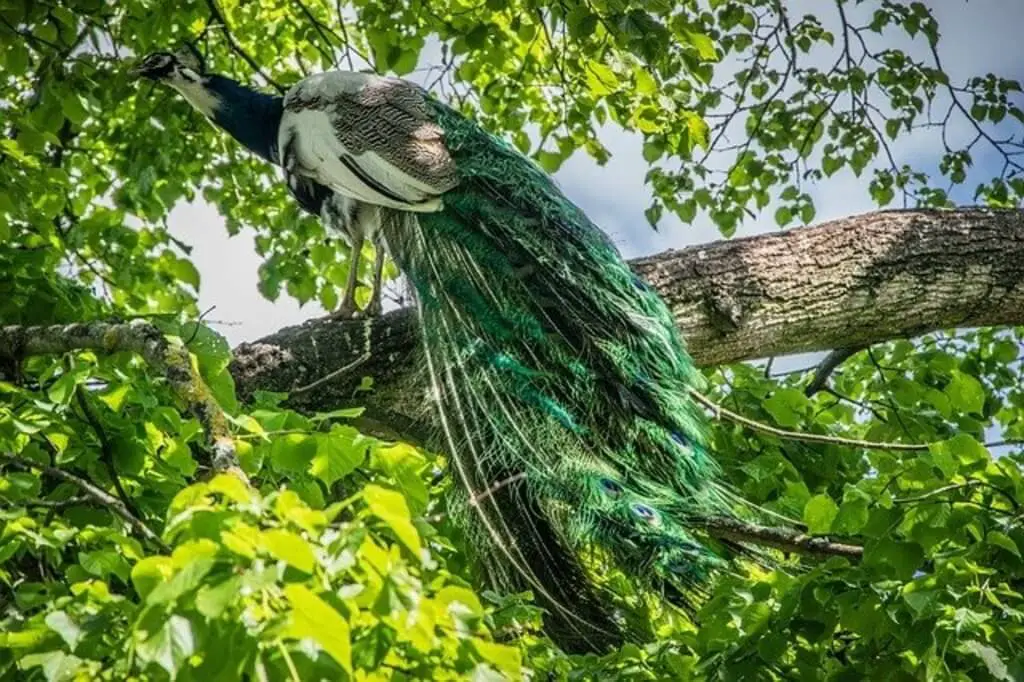 A Peacock perched on a tree branch