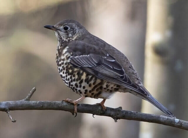 A Mistle Thrush perched on a branch.