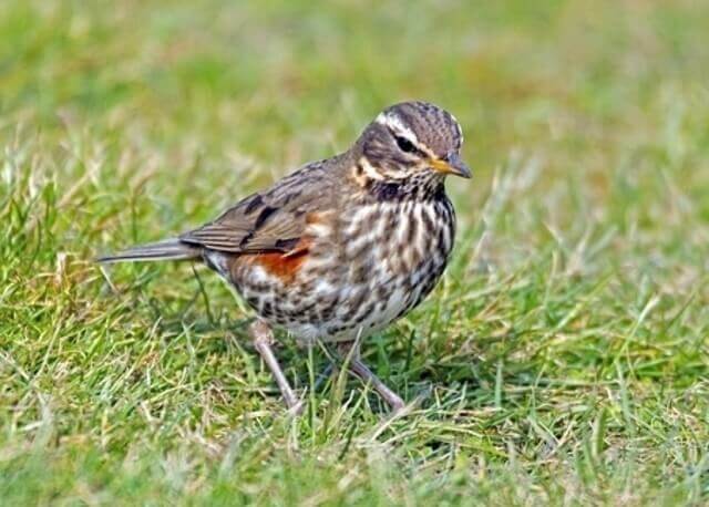 A Redwing foraging.