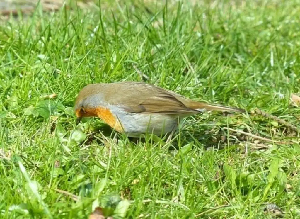 An American Robin foraging for ants.