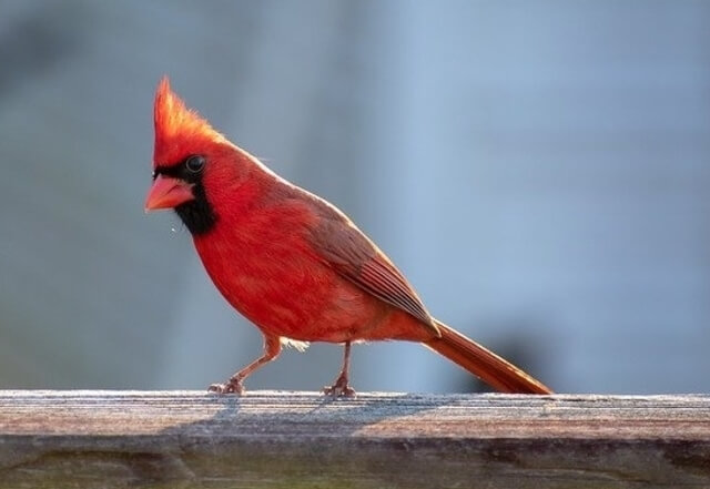 A male Northern Cardinal.