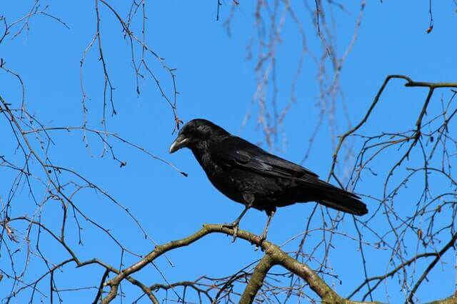 An American Crow perched on a tree branch.
