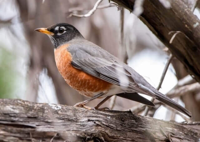 An american Robin perched on a tree branch.
