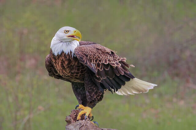 A Bald Eagle perched on a rock.