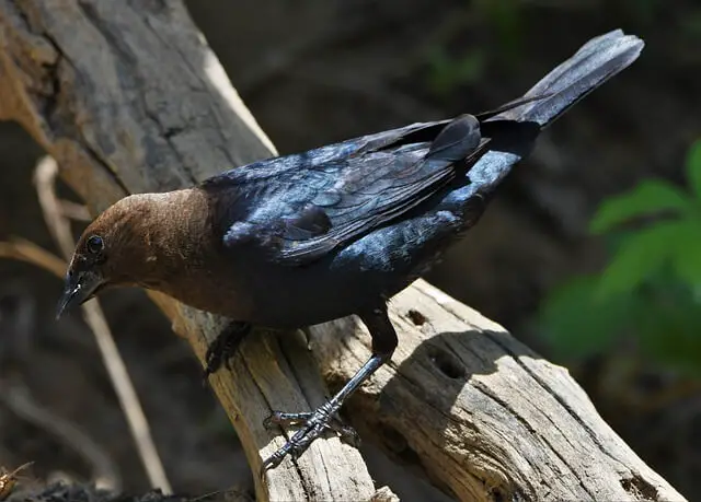 A brown-headed Cowbird perched on a tree branch.