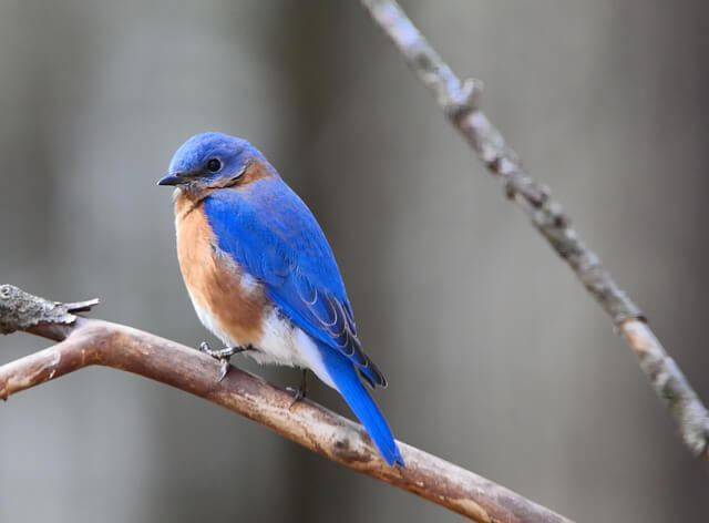 An Eastern Bluebird perched on a tree in winter.