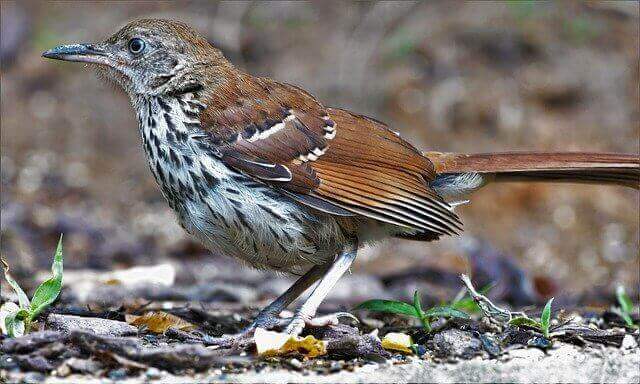 A brown thrasher foraging on the ground.