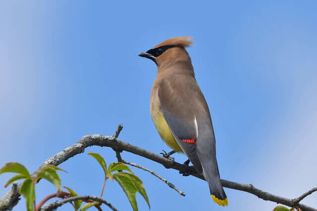 A Cedar Waxwing perched on a branch.