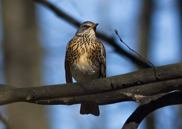 A Fieldfare perched on a branch.