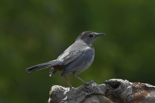 Gray Catbird