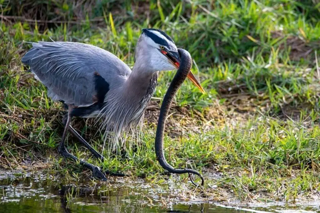 A Great Blue Heron eating a snake.