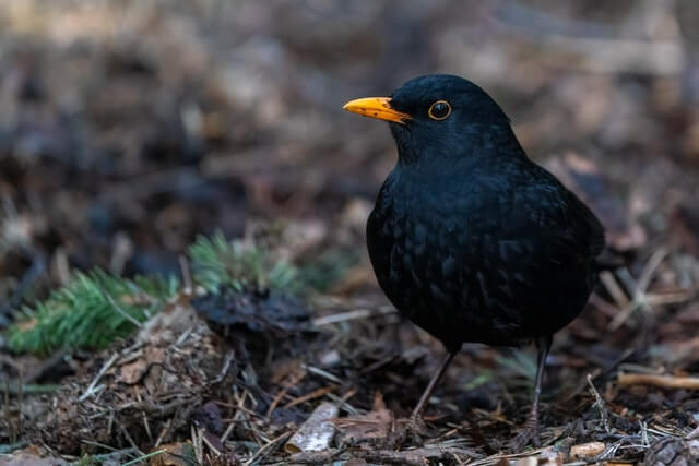 A Common Blackbird foraging on the ground.