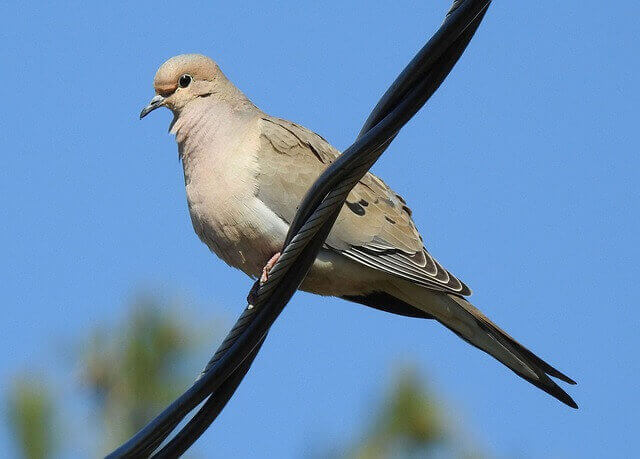 A mourning dove 