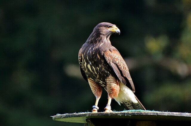 A peregrine falcon.