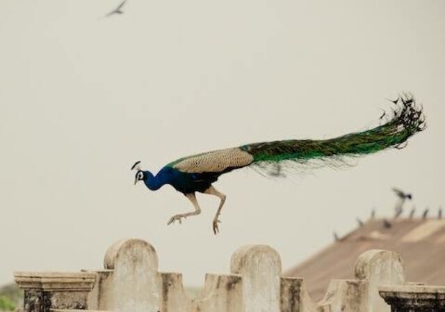 A Peacock jumping over a light brown concrete wall.