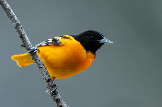 A Baltimore Oriole perched on a branch. 