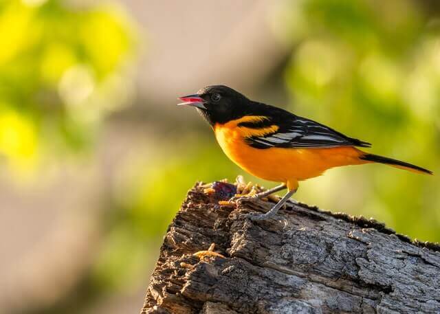 A Baltimore Oriole perched on a tree branch.