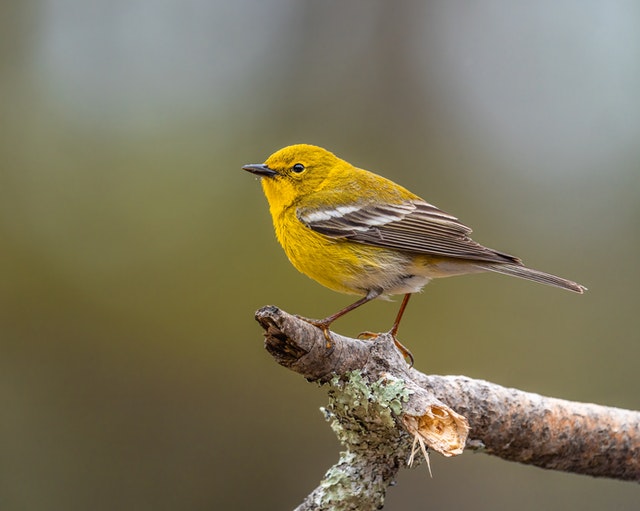  A pine warbler perched on a tree branch.