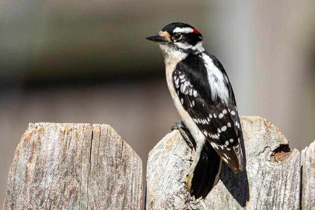 Downy Woodpecker perched on a fence.