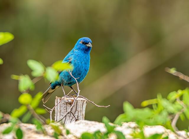 Indigo bunting perched on a wooden fence post.