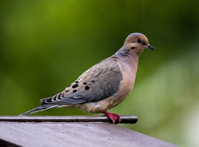 A Mourning Dove perched on the roof of a bird feeder.