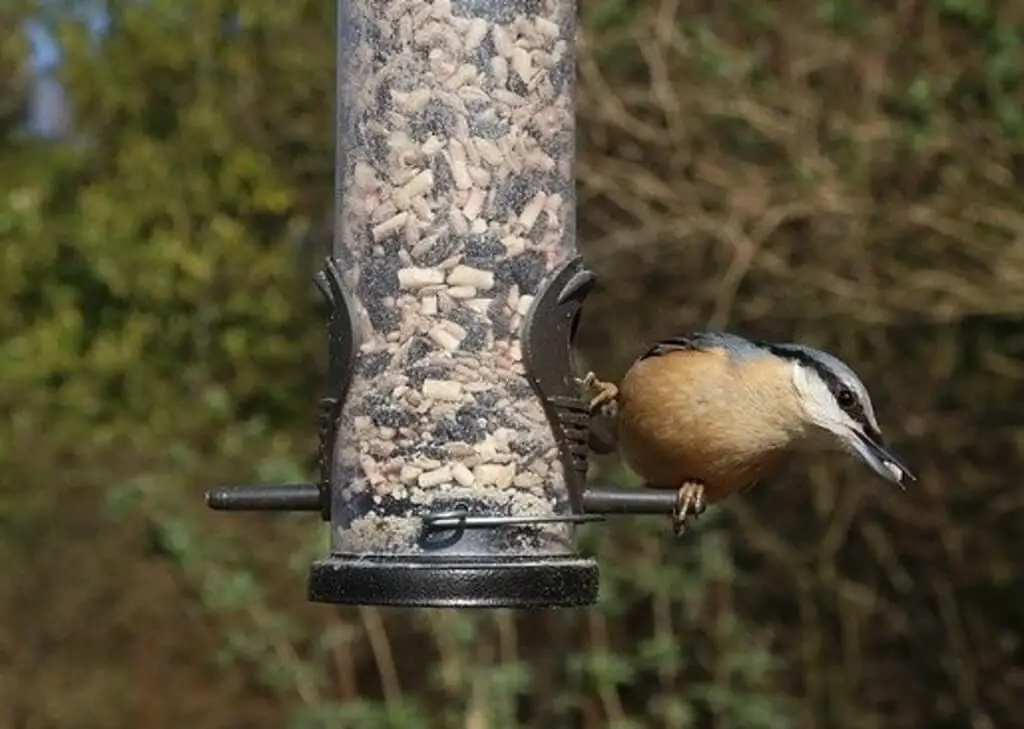 Nuthatch feeding on seeds at a bird feeder.