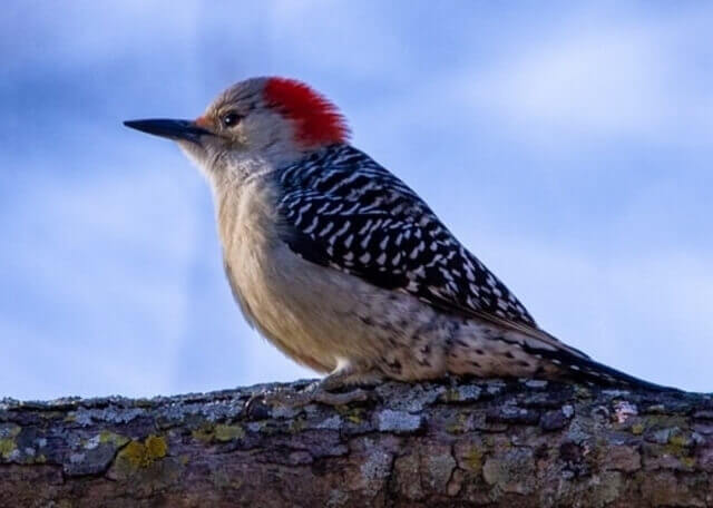 Red-bellied Woodpecker perched on a tree.