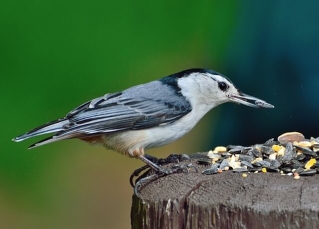 White-breasted Nuthatch feeding on seeds.