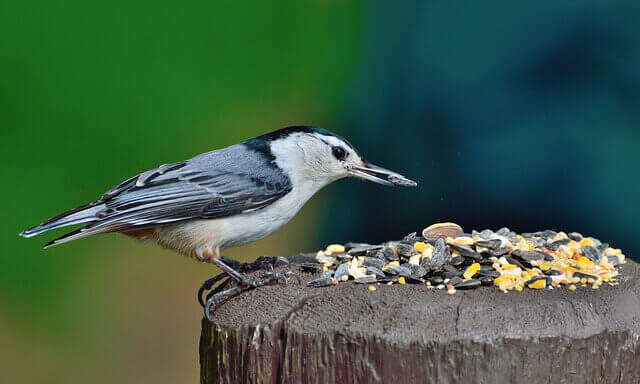 A white-breasted nuthatch feeding on seeds.