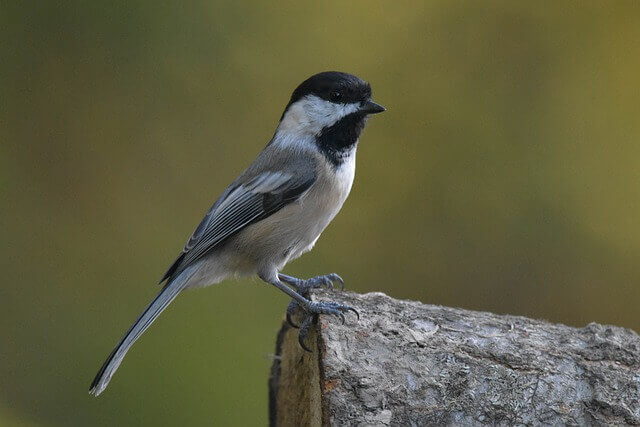 Black-capped Chickadee perched on a tree.