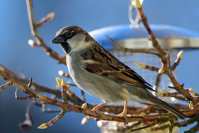 House Sparrow perched on a tree branch.