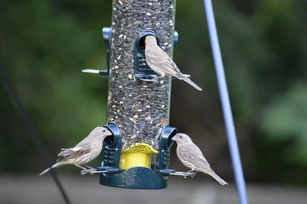 small birds at tube feeder eating sunflower seeds.