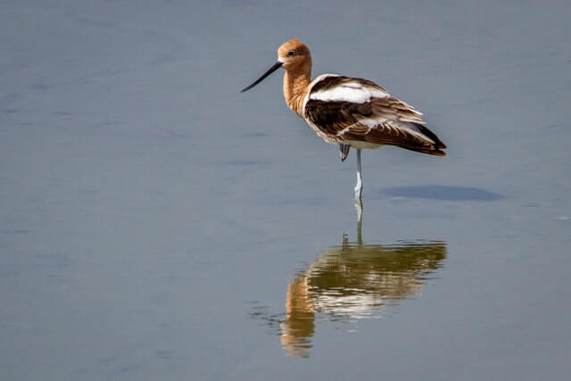 An American avocet rests on one leg in the shallow water.