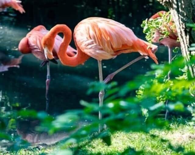 A Pink flamingo standing on one leg.