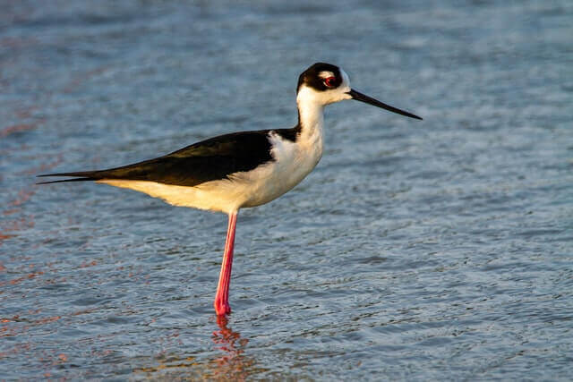 A black-necked stilt wades in the water.