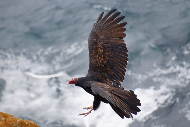 A California condor flying.