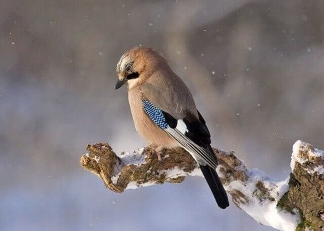 A Canada Jay perched on a tree branch in the snow.