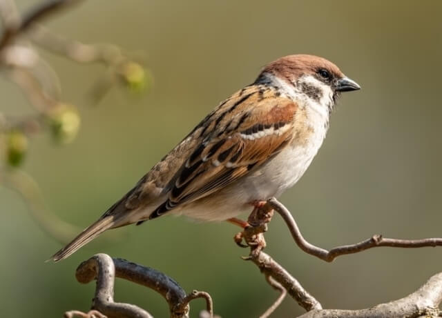 House Sparrow perched on a tree branch.