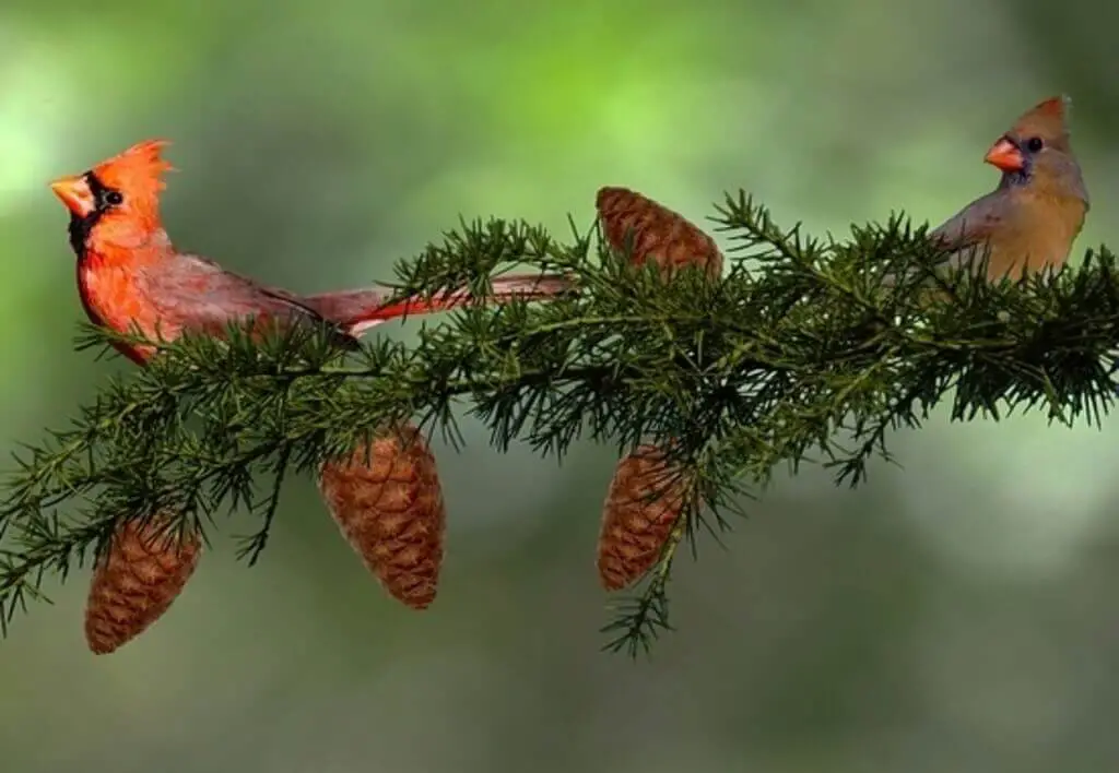 Northern Cardinals eating pine cones.