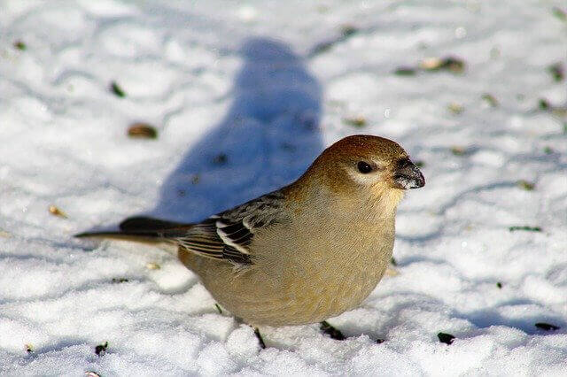 Pine Grosbeak foraging in the snow. 