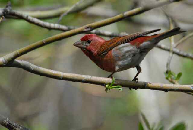 Purple Finch