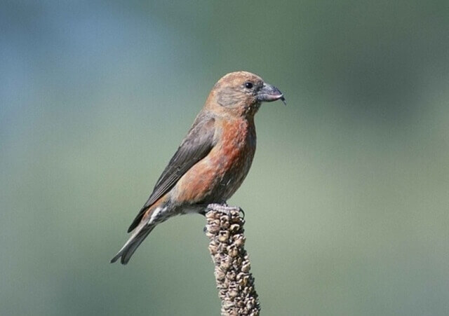 A Red Crossbill perched.