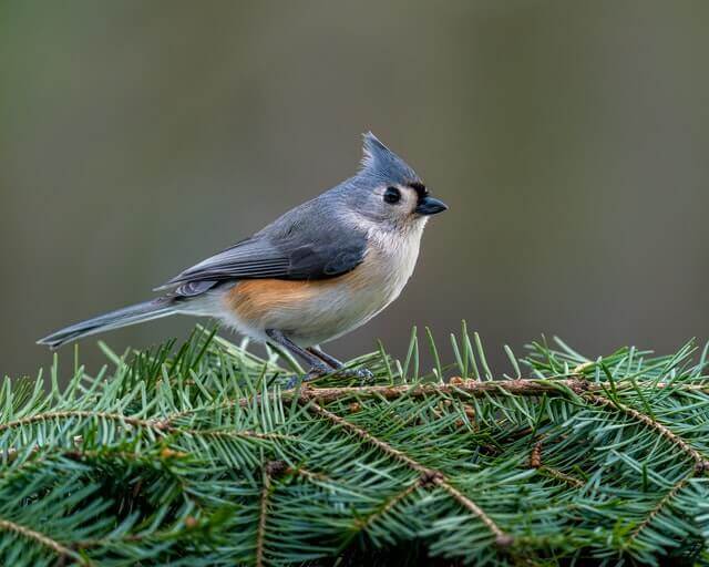 Tufted Titmouse perched on a pine tree.