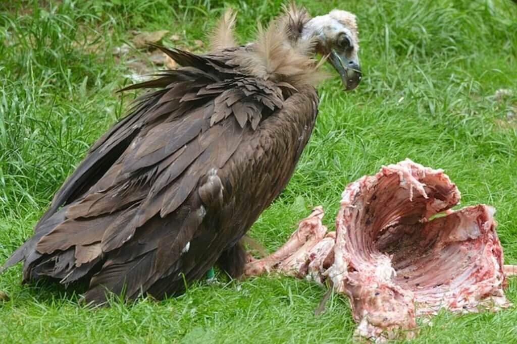 A Black Vulture eating an animal carcass.