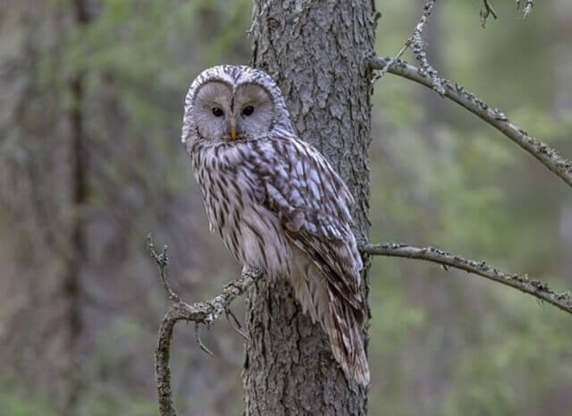 A Ural Owl perched on tree scanning the are for prey.