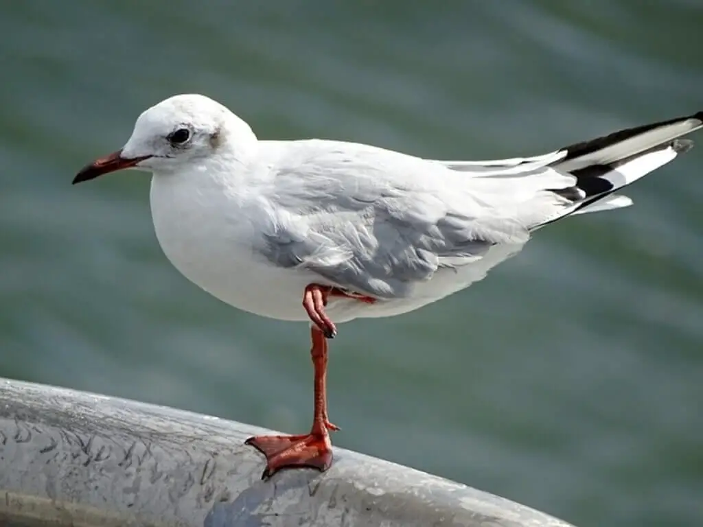 A seagull standing on one leg..
