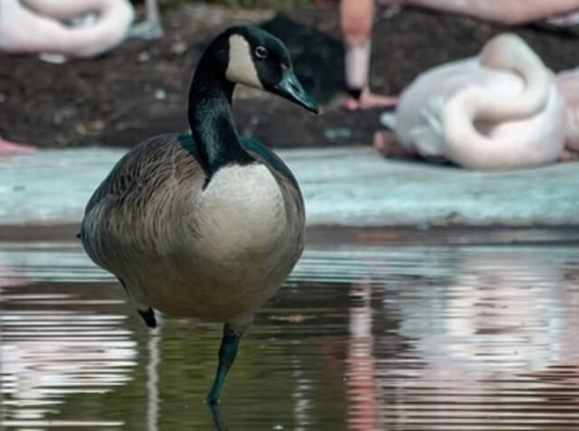 A Canada Goose standing on one leg.