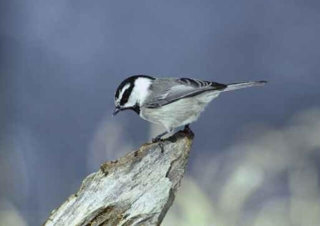 Mountain Chickadee