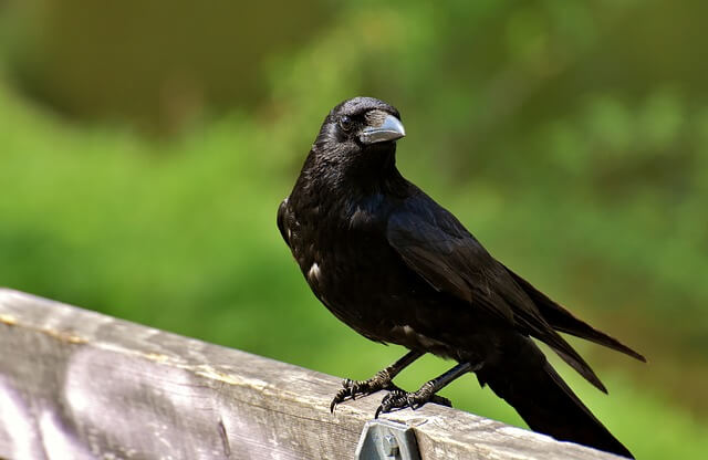An American Crow perched on a wooden fence.