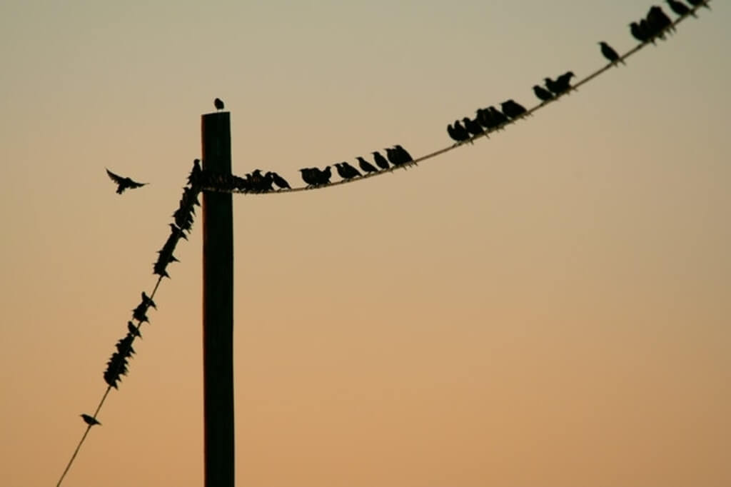A group of birds perched on a power line.